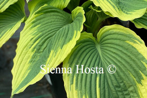 Hosta Bridal Falls