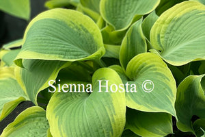 Hosta 'Miss Tokyo'