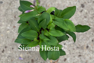 Hosta Venusta