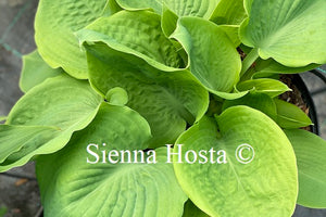 Hosta 'Lemon Meringue'