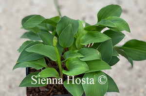 Hosta Venusta