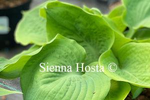 Hosta 'Lemon Meringue'