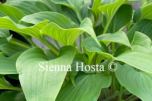 Hosta aequinoctiiantha