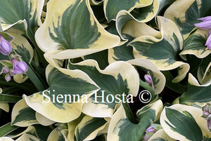 Hosta Mini Skirt