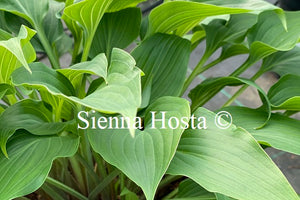Hosta aequinoctiiantha