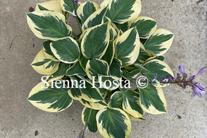 Hosta 'Bedazzled'