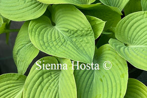 Hosta 'Fat Cat'