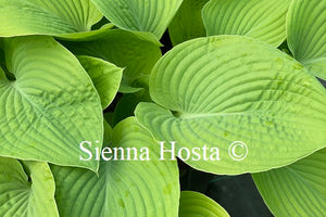 Hosta 'Fat Cat'