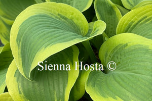 Hosta 'Miss Tokyo'