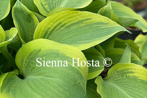 Hosta 'Miss Tokyo'