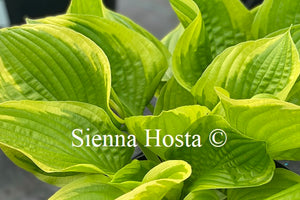 Hosta 'Moon Dance'