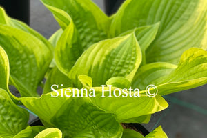 Hosta 'Moon Dance'