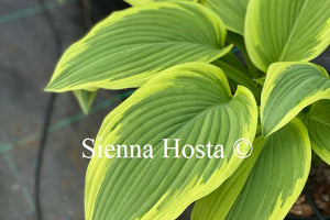 Hosta 'Lakeside Rocky Top'