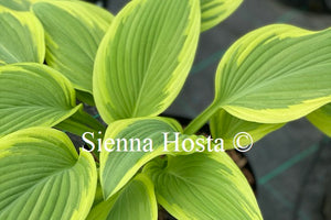 Hosta 'Lakeside Rocky Top'