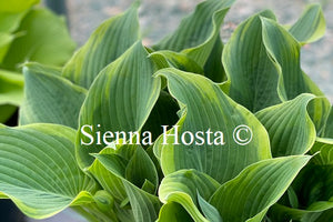 Hosta 'Arc de Triomphe'