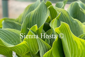 Hosta 'Arc De Triomphe'