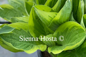 Hosta 'Blazing Saddles'