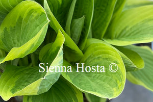 Hosta 'Blazing Saddles'