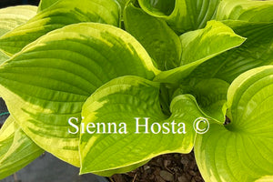 Hosta 'Moon Dance'