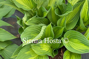 Hosta 'Christmas Candy'