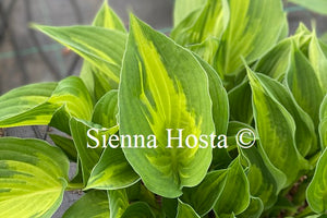 Hosta 'Christmas Candy'