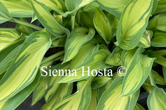 Hosta 'Moonstruck'