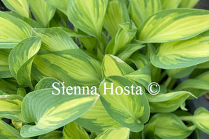 Hosta 'Moonstruck'