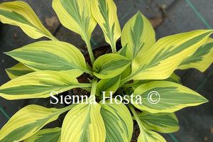 Hosta 'Lakeside Dragonfly'