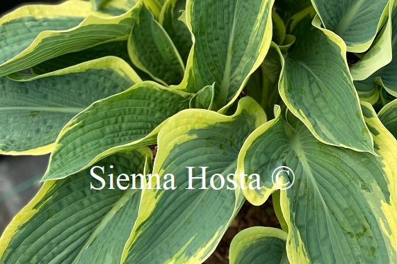 Hosta 'Northern Exposure'