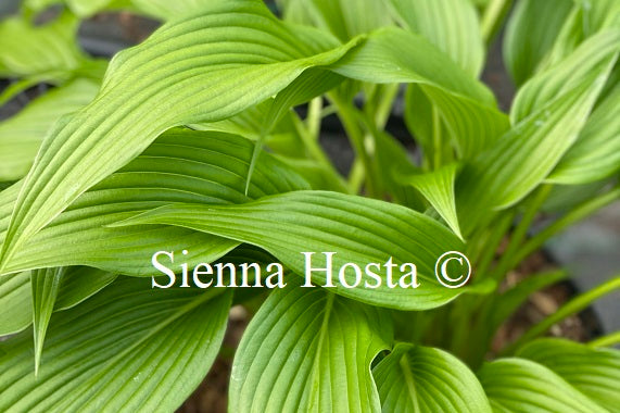 Hosta lancifolia