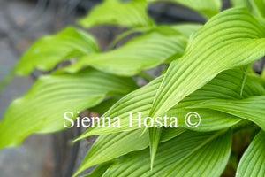 Hosta lancifolia