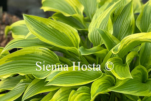 Hosta 'Exotic Presentation'