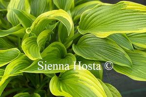 Hosta 'Exotic Presentation'