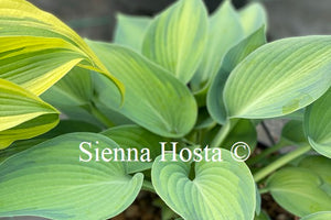 Hosta 'Paradise Joyce'