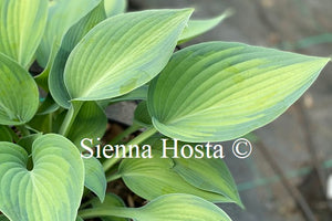 Hosta 'Paradise Joyce'