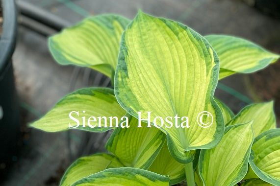 Hosta 'Photo Finish'