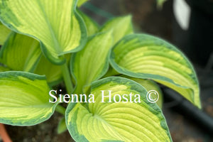 Hosta 'Photo Finish'