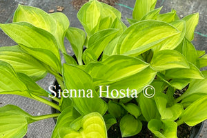 Hosta 'Emerald Tiara'