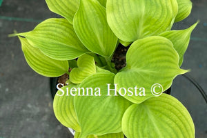 Hosta 'Jaz'