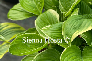 Hosta 'Frozen Margarita'