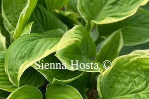 Hosta 'Frozen Margarita'