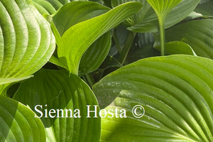 Hosta Devon Tor