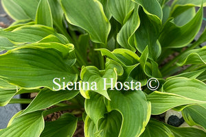 Hosta 'Yucca Ducka Do'