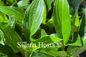 Hosta Midnight Oil