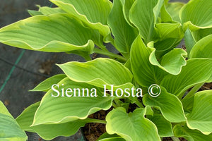 Hosta 'My Cup of Tea'