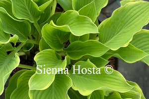 Hosta 'My Cup of Tea'