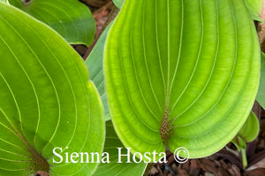 Hosta Almost