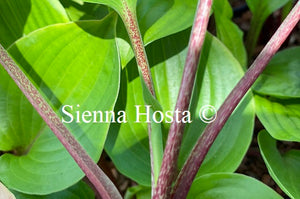 Hosta Almost