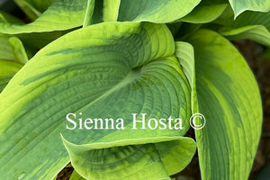 Hosta 'Cinderella'