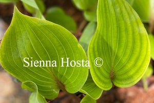 Hosta Almost